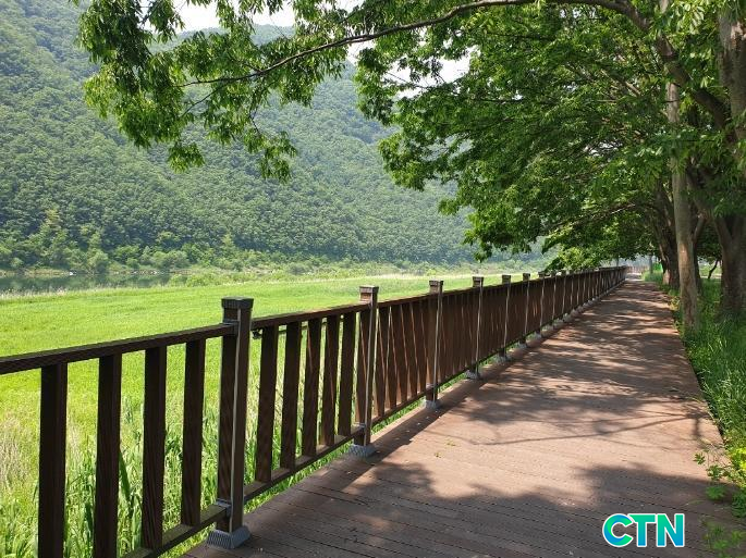 CTN - 확실하고 진실된 뉴스!-단양군, 남한강 갈대숲 자전거길 조성 추진! 단양군, 남한강 갈대숲 자전거길 조성 추진!