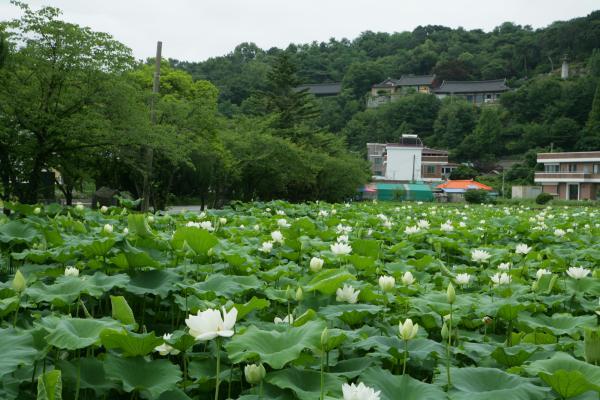 연꽃세상 이미지