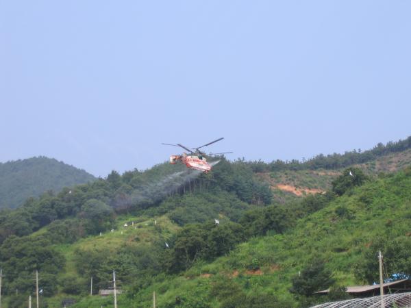 공주밤나무 이미지