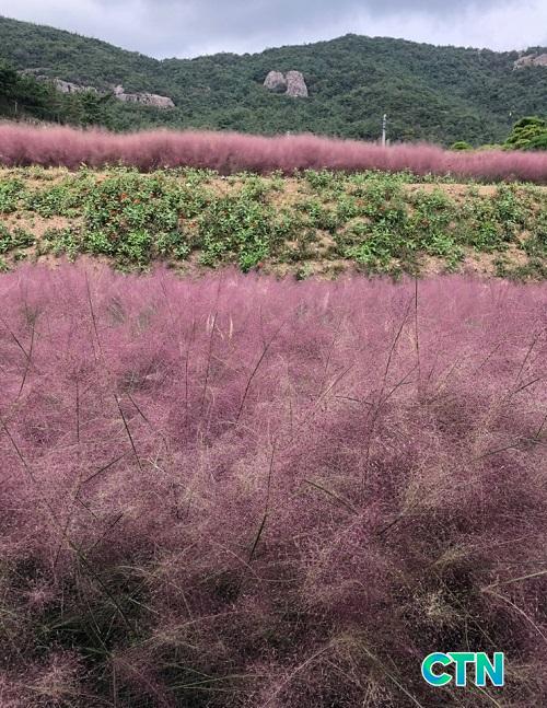 CTN - 확실하고 진실된 뉴스!-목포시, 핑크뮬리 식재 자제 당부 목포시, 핑크뮬리 식재 자제 당부